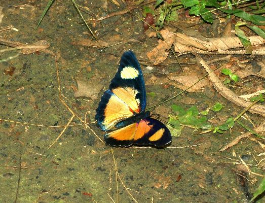 Euphaedra adonina spectacularis female UPS